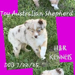 Pup 3 - Red merle female Toy Australian Shepherd puppy in Luzerne, Iowa from Rouse's Aussies