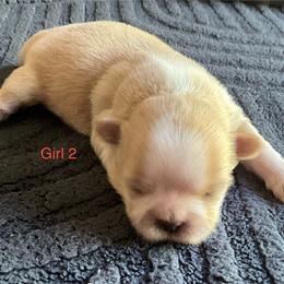 Girl 2 - Cream and white female Shih Tzu puppy in Monterey, Tennessee from Mountain Laurel Shihtzu