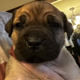 Hercules - Fawn male Boerboel puppy in Bon Aqua, Tennessee from Erickson Ranch Boerboels