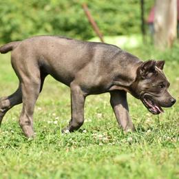 Cane Corso Puppies from Willow Creek Cane Corsos
