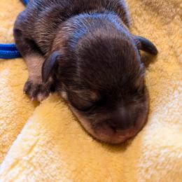 John - Black and silver male Miniature Schnauzer puppy in Bellingham, Washington from Tikilove Farm