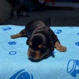 Daphne - Black and tan female Dachshund puppy in Wesley Chapel, Florida from Russell Lee Overton