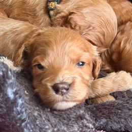 Gray Boy 5 - Apricot male Goldendoodle puppy in Covington, Louisiana from MyKy Puppies
