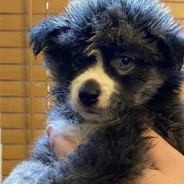 Pomskies from KY Pomsky Paws