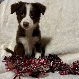 Kelly - White and red female Border Collie puppy in Madisonville, Tennessee from WW Stock Farm