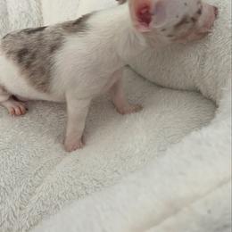Mr Energizer Bunny 3-4 lb 6200 blue eye - Merle male Chihuahua puppy in Las Vegas, Nevada from Quality Poms Chihuahua Yorkies of Las vegas