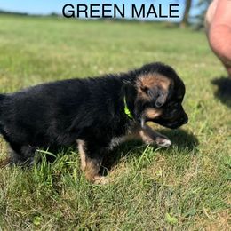 German Shepherd Puppies from Von Reams Kennels