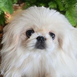 AKC Vanier's Vanilla Creme - White Pekingese puppy in Texas from Vanier Pekingese