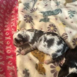 Nimbus - Blue merle male Miniature Australian Shepherd puppy in Interlachen, Florida from Lucky Bones Miniature Australian Shepherds