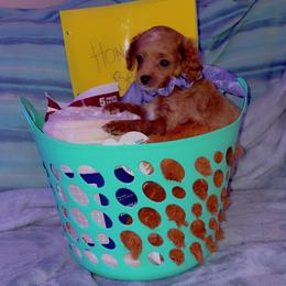 Cavapoo Puppies from Ginger Doodle Babies