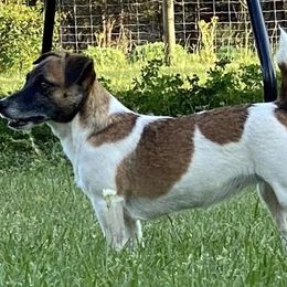 Bree - Russell Terrier