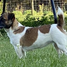 Bree - Russell Terrier