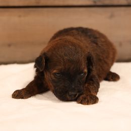 Joey - Red male Whoodle puppy in West Bend, Iowa from Blue Skies Terriers