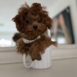 Poodle puppies from Natalias Tiny Chihuahuas