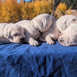Pegasus - Light golden male Golden Retriever puppy in Colville, Washington from Rosehaven Homestead