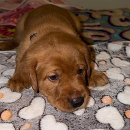 Linden - Yellow male Labrador Retriever puppy in North Chesterfield, Virginia from Lake Crystal Farms Labradors