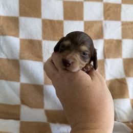 Cocoa - Chocolate and cream female Dachshund puppy in Stamford, Texas from West Texas Miniature Dachshunds