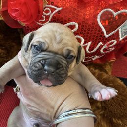 Red - Fawn male Boxer puppy in Denver, Colorado from Yuni’s AKC Boxers