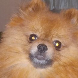 Pomeranians from Cynthia Marquez