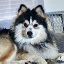 Pomskies from AM Pomskies