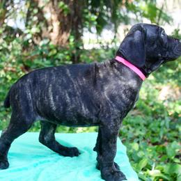 Cane Corso Puppies from Harlow Cane Corso