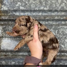 Sweetie - Brown female Poodle puppy in Mtn Rest, South Carolina from Stocktons Doxies & Poodles