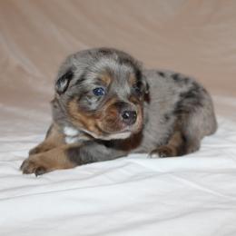 Australian Cattle Dog puppies from Cherished Chihuahuas