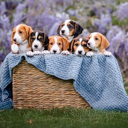 Drever puppies from Cedarhollow