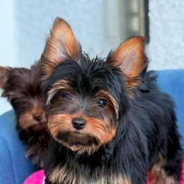 Lucas - Black and gold male Yorkshire Terrier puppy in Cape Coral, Florida from Katherine’s Yorkies and Poodles