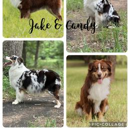 Miniature Australian Shepherd puppies from Little Wood Toy and Mini Aussies