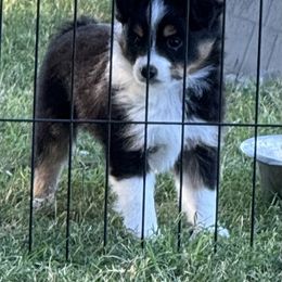 Black Tri 2 - Black tri female Toy Australian Shepherd puppy in Stephenville, Texas from Rockin J Lil Aussies
