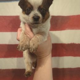Rooster - Red speckled male Australian Cattle Dog puppy in Mena, Arkansas from Red Desert Australian Cattle Dogs
