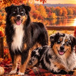 Miniature Australian Shepherd puppies from Beaver Dam Mini Aussies