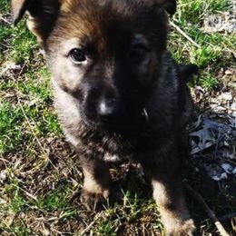 German Shepherd and Rhodesian Ridgeback Puppies from Sugar Paws Pets