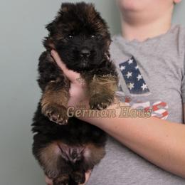 Boy 1 - Black and red male German Shepherd puppy in Mount Vernon, Missouri from German Haus German Shepherds LLC