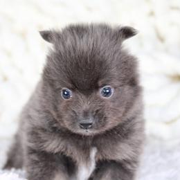 AKC Coal - Blue and tan male Pomeranian puppy in Albany, Indiana from Hatz Off Puppies