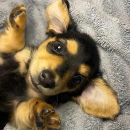 Charlie - Black and tan male Dachshund puppy in Marseilles, Illinois from Zacha’s Doxie House