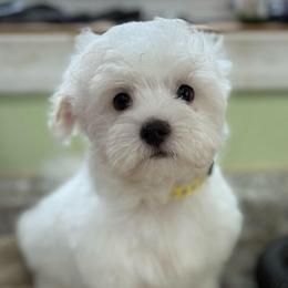 Quinn - White female Maltipoo puppy in Colonial Beach, Virginia from BeachRidge Pups