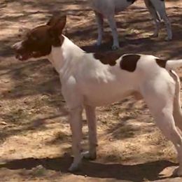 Rat Terrier All Grown Up from Sugarloafer Rat Terriers