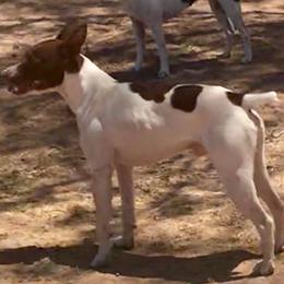 Rat Terrier All Grown Up from Sugarloafer Rat Terriers