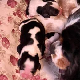 Cavalier King Charles Spaniels from Tess Shinneman-Koch