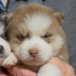 Dancer - Red and white male Pomsky puppy in Spring Hill, Florida from PDQ Pomskies