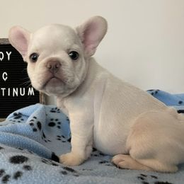 French Bulldogs from Love Ur Frenchie