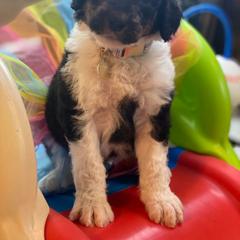 Bernedoodle and Bordoodle Puppies from Divine Doodles