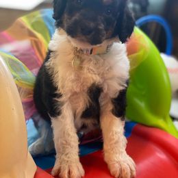 Bernedoodle and Bordoodle Puppies from Divine Doodles