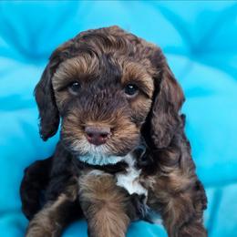 Romeo - Brown white and tan male Cockapoo puppy in Indiahoma, Oklahoma from Phamily Doodles