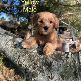 Yellow - Apricot male Goldendoodle puppy in Lineville, Alabama from Dogwood Doodles of Alabama
