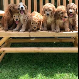 Goldendoodle Puppies from Wrightsville Beach GoldenDoodles
