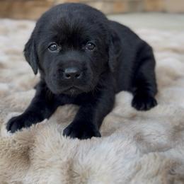 Girl 2 - Black female Labrador Retriever puppy in Chapel Hill, Tennessee from Pure Heaven Labs