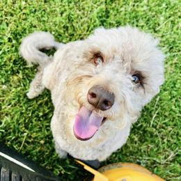 Onna - Aussiedoodle